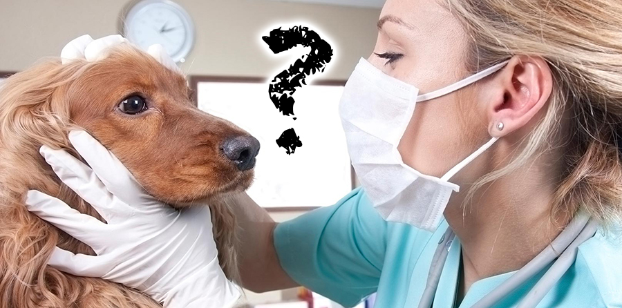 Vets vs Doctors - If Only Vet Patients Could Talk - Rx Vitamins for Pets